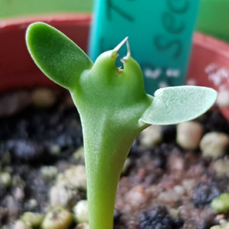 Plant image Euphorbia grandicornis