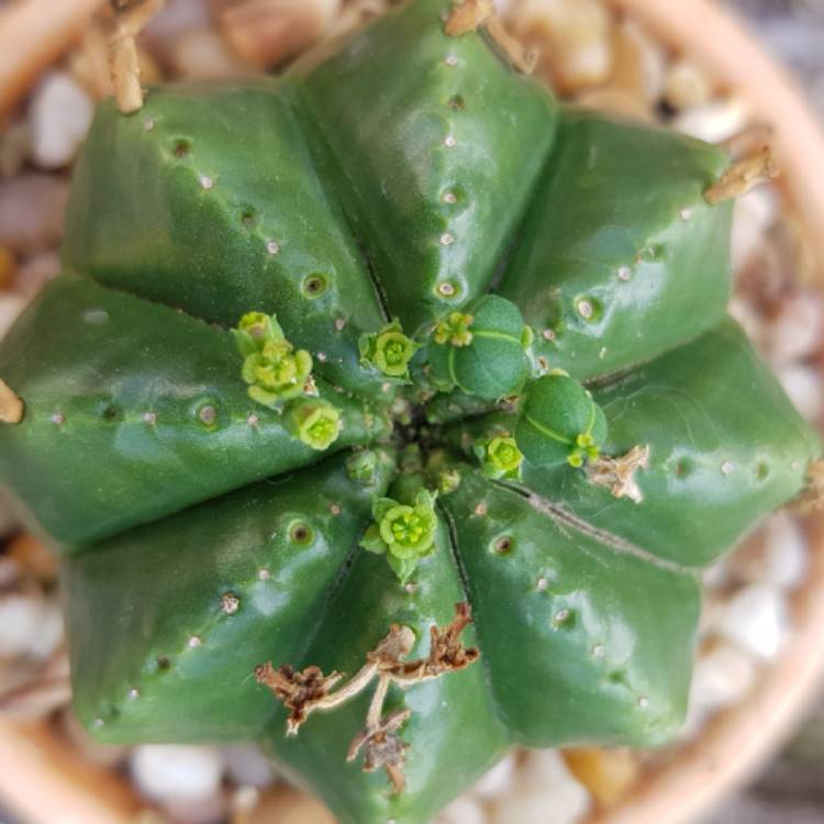 plant image 829470 plant image 829470