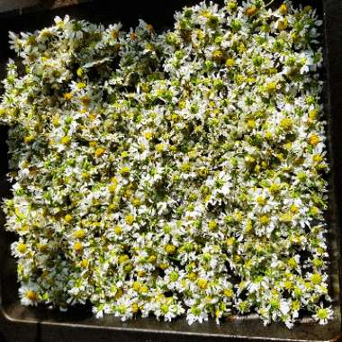 Matricaria chamomilla