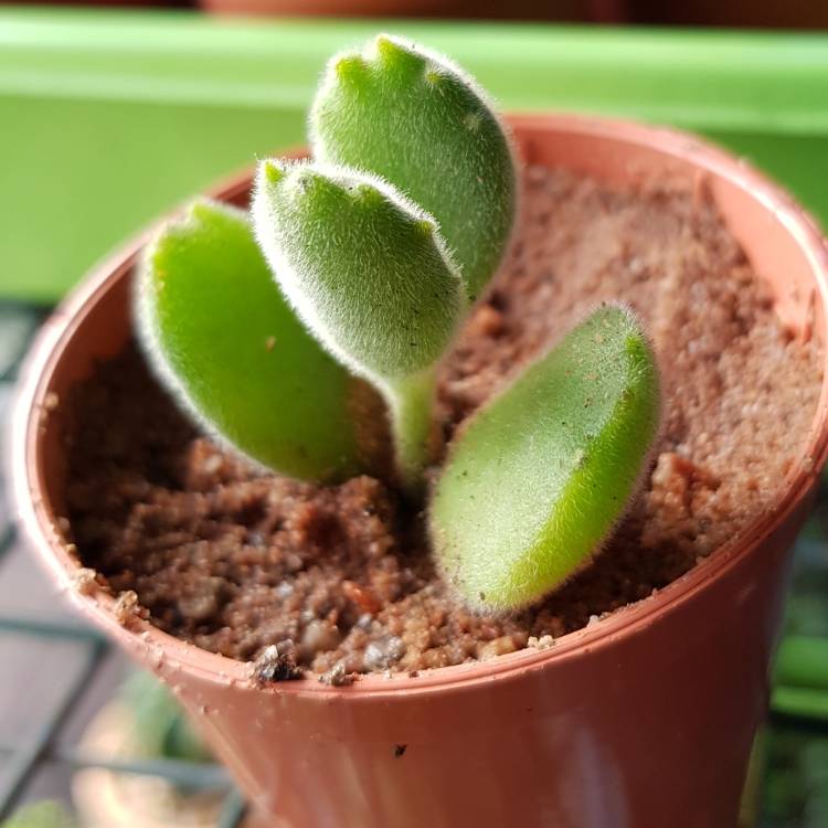 plant image 847372