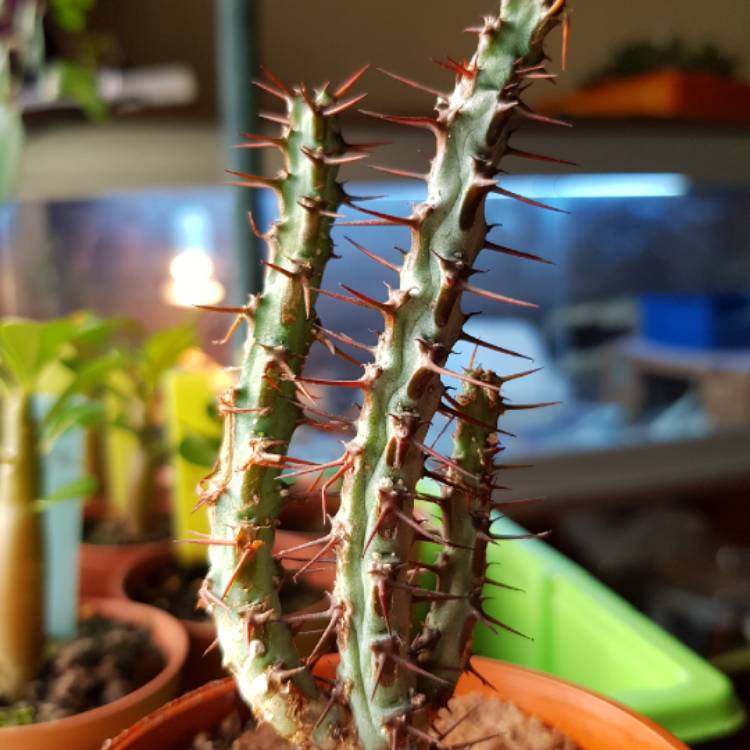 Plant image Euphorbia aeruginosa 'Schweick'