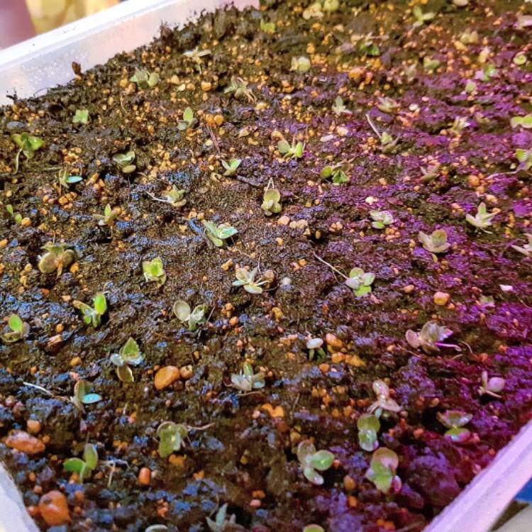 plant image 870993