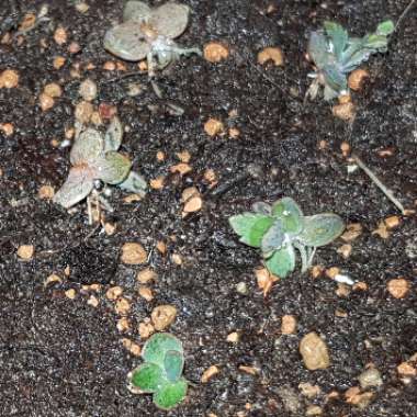 Kalanchoe daigremontiana syn. Bryophyllum daigremontianum