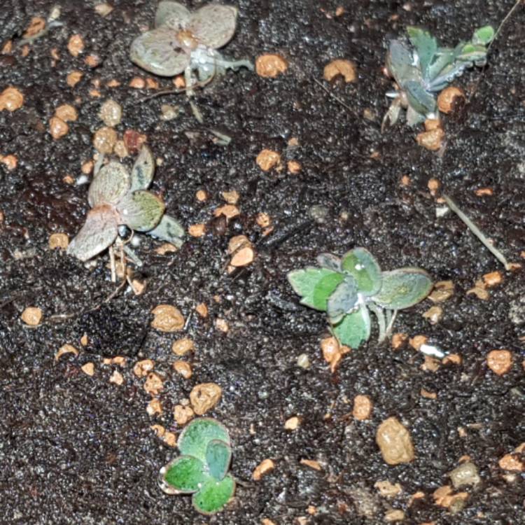 plant image 870995