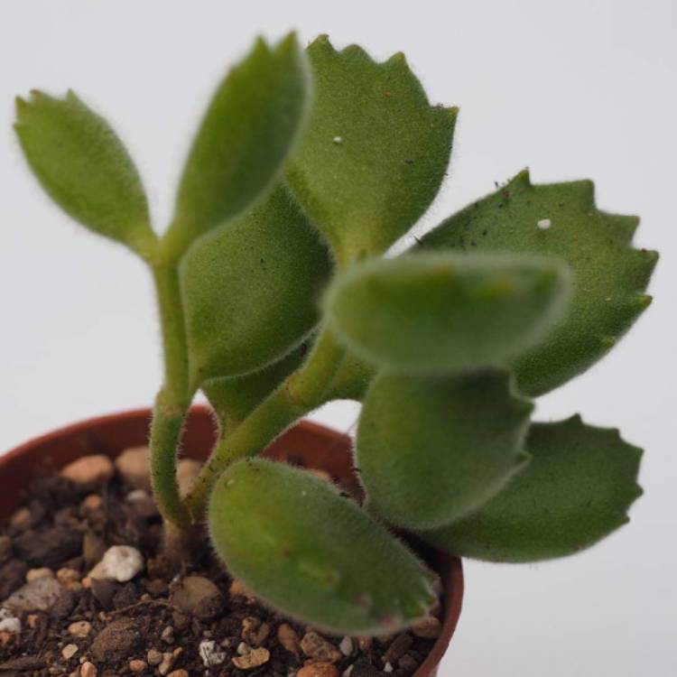 plant image 875343