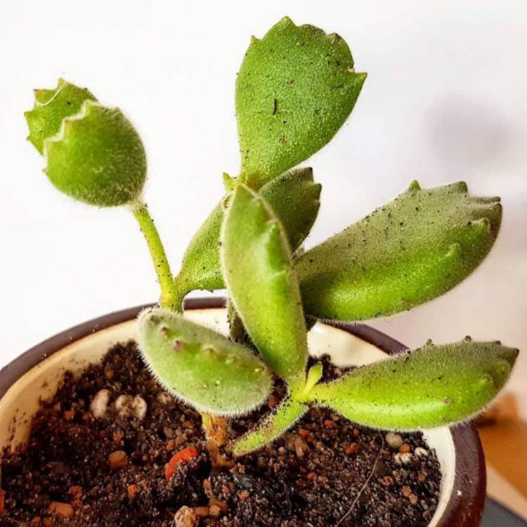 plant image 881091