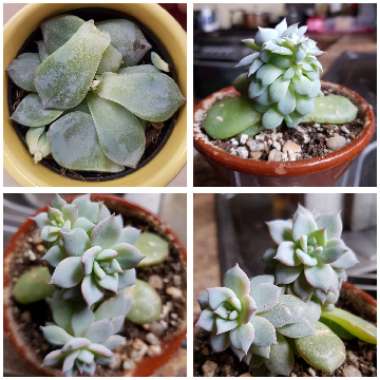 Echeveria Blue Bird