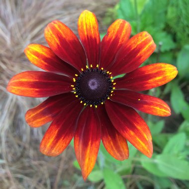 Martin's garden