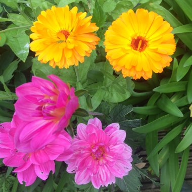 Martin's garden