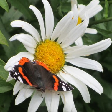 Martin's garden