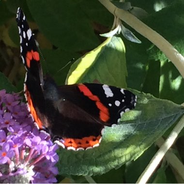 Martin's garden