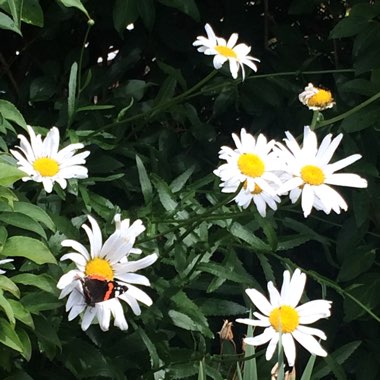 Martin's garden