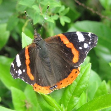 Martin's garden