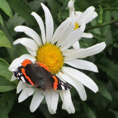 Martin's garden