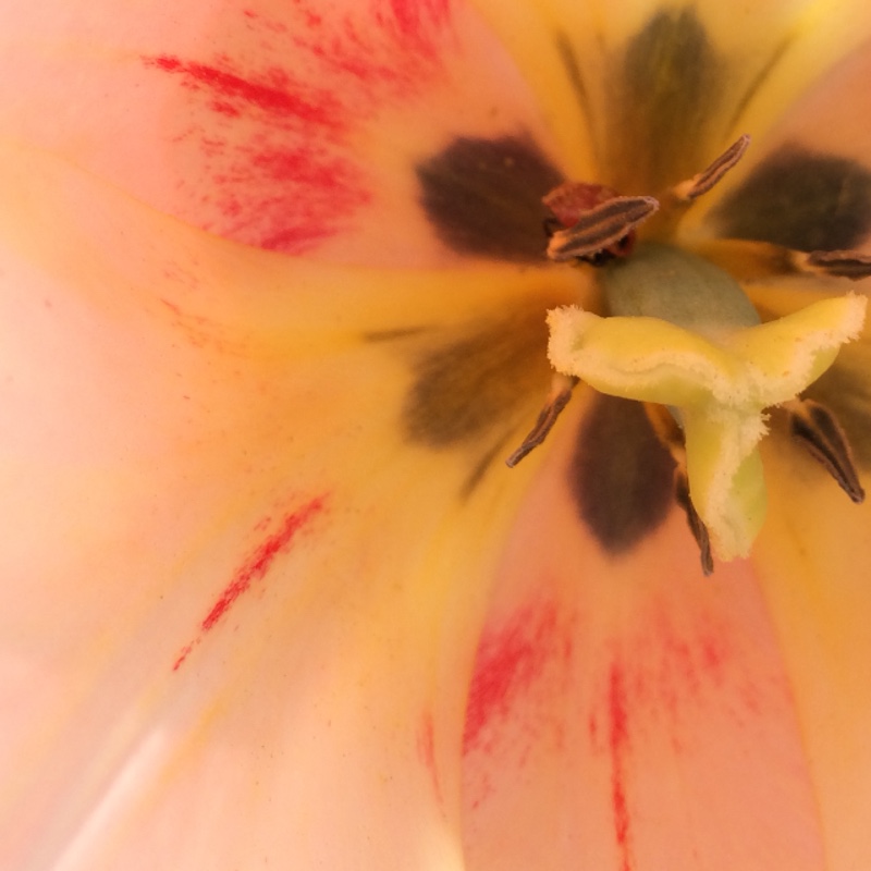 plant image 57498