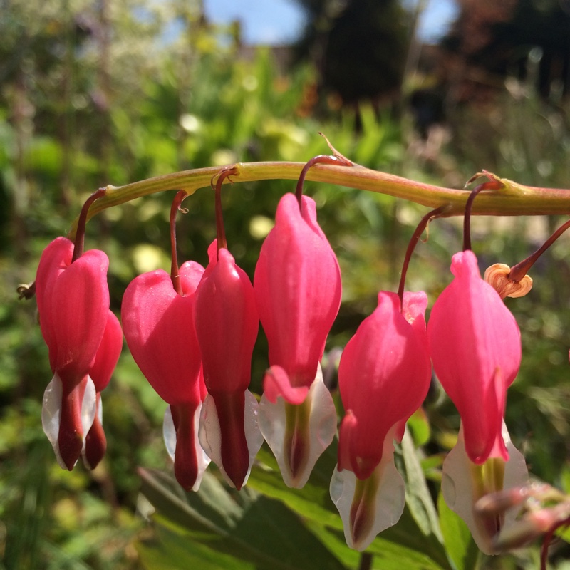 Lamprocapnos spectabilis 'Valentine' syn. Dicentra spectabilis 'Valentine'