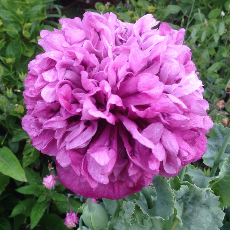 Plant image Papaver somniferum 'Double Lilac'
