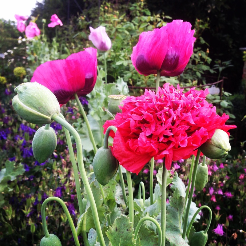 Opium Poppy