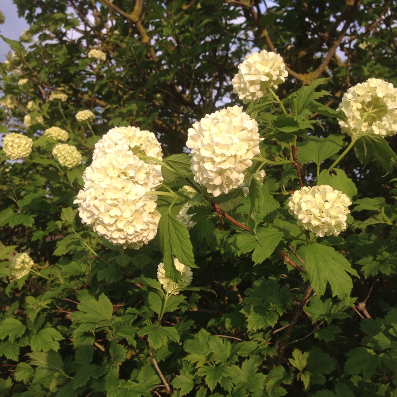 European Snowball Bush