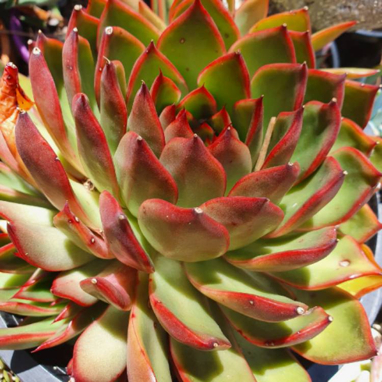 Plant image Echeveria Benimusume
