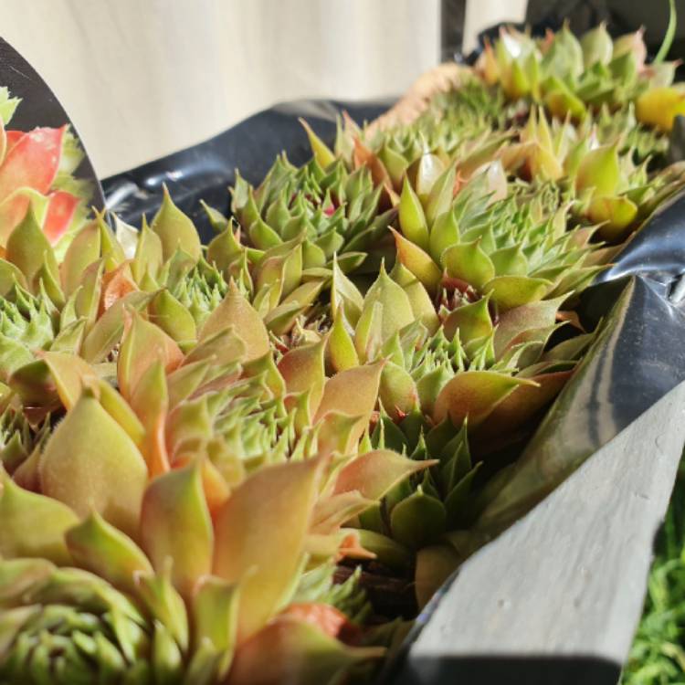 Plant image Sempervivum Marland Beauty
