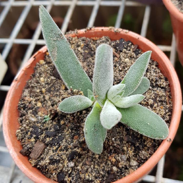 plant image 764662