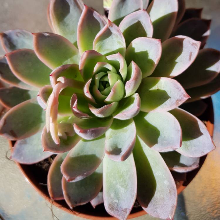 plant image 813871