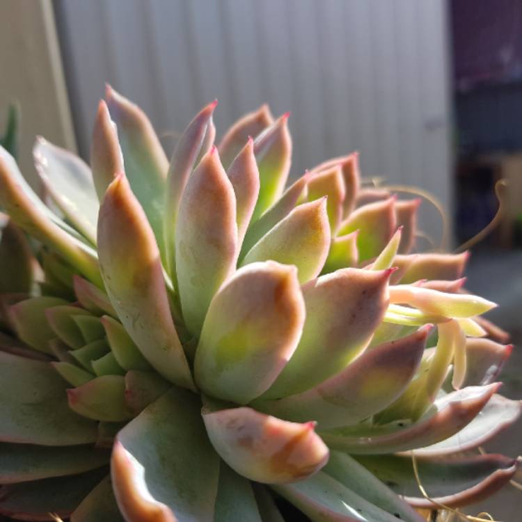 plant image 813872