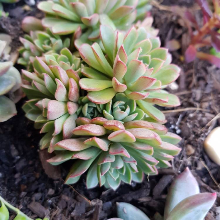 Plant image xSedeveria Darley Dale