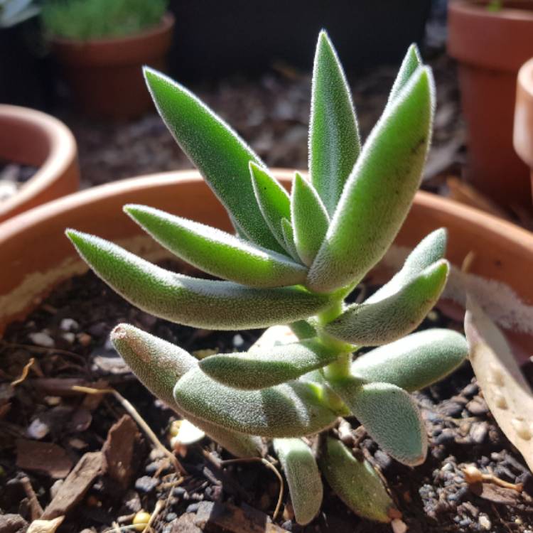 plant image 902444
