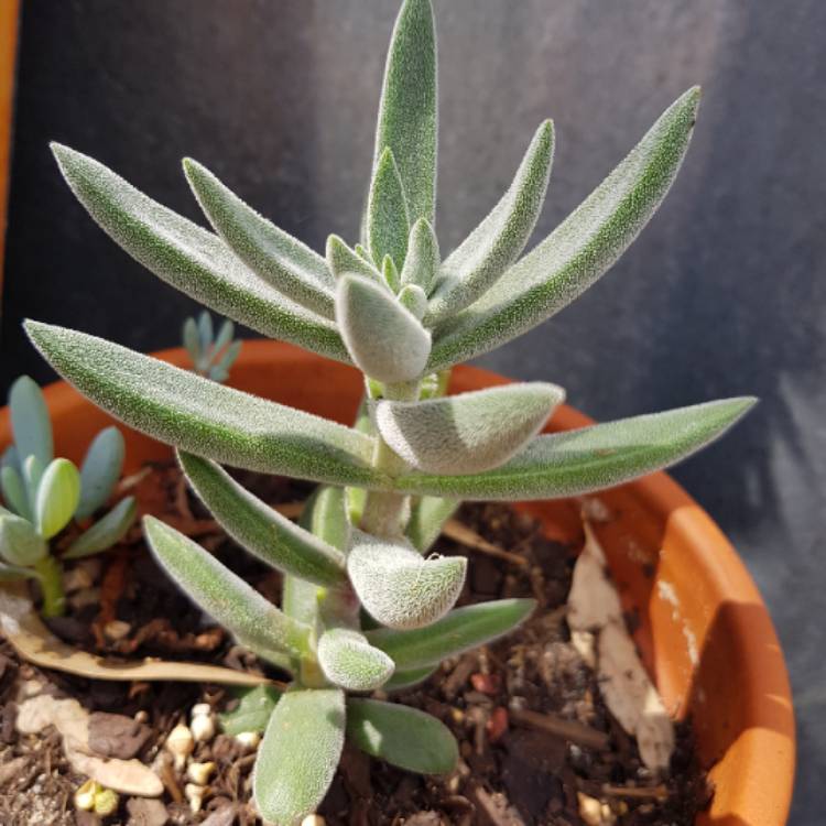 Plant image Crassula 'Surprise Party'