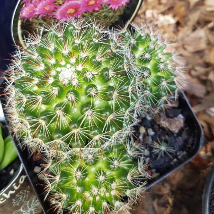 plant image 931744