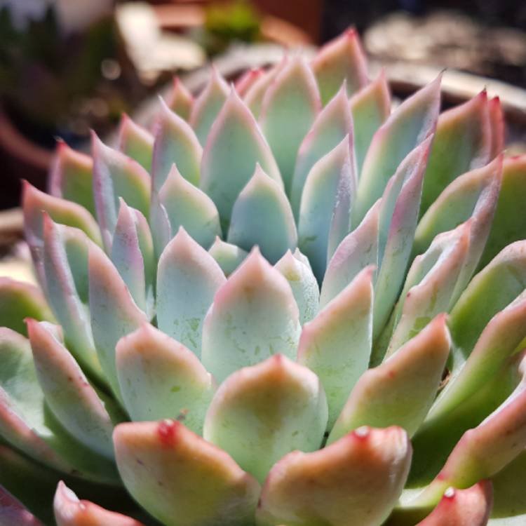 plant image 945395