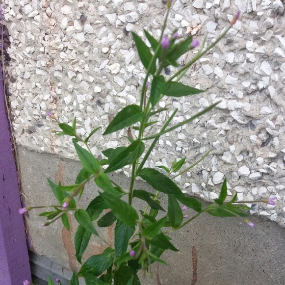 Plant image Epilobium montanum