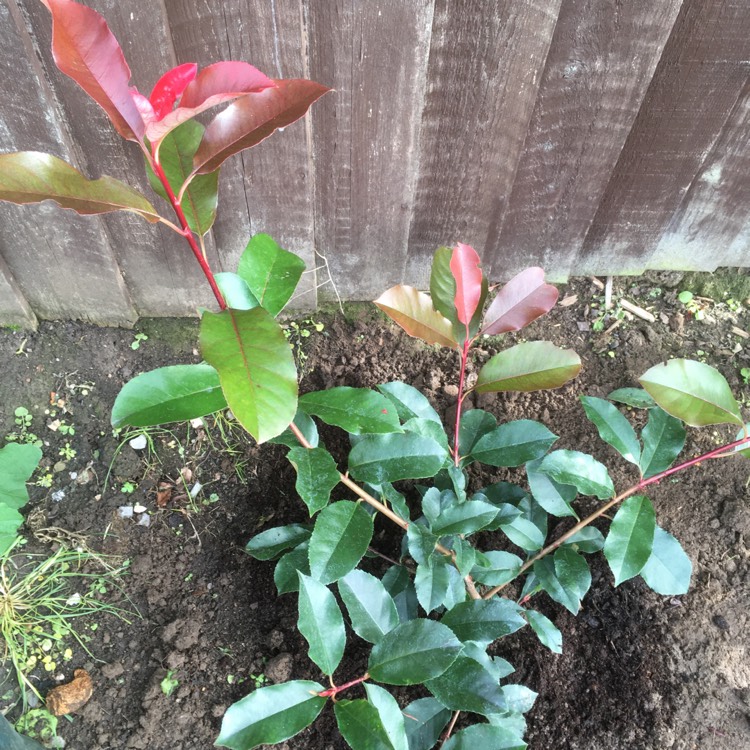 Plant image Photinia x fraseri 'Canivily'