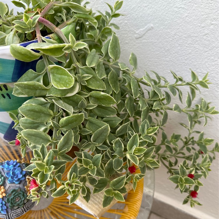 plant image 1715927