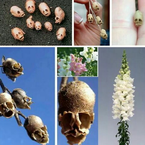 Plant image Antirrhinum majus 'Peaches And Cream'