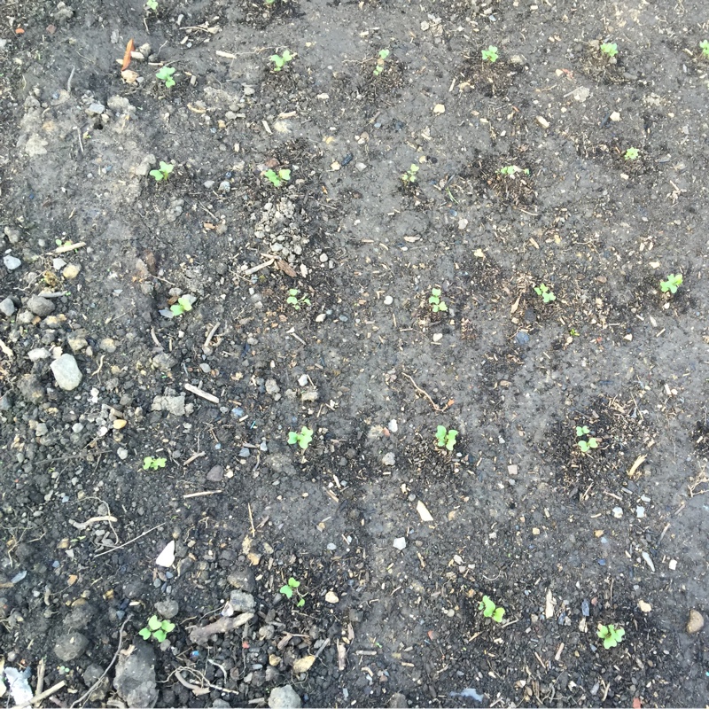 Plant image Brassica Oleracea var. Italica 'Autumn Spear'