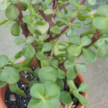 Portulacaria Afra