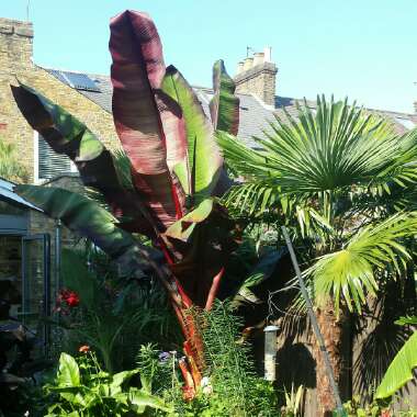 Ensete