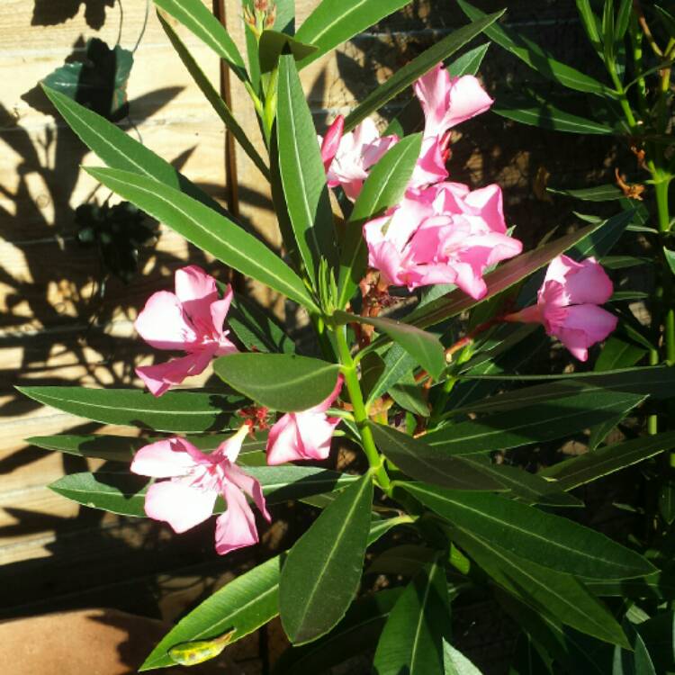 plant image 210500
