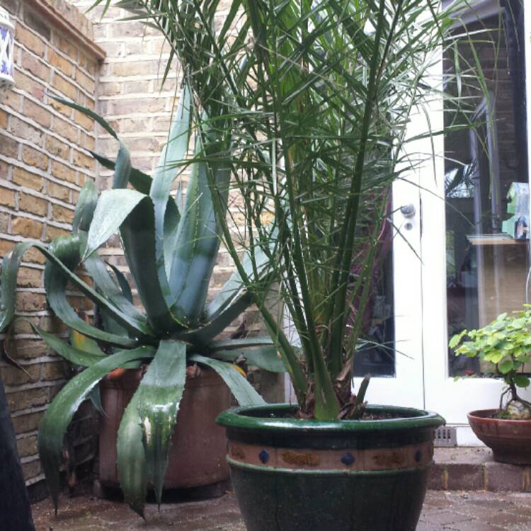 Plant image Agave Americana