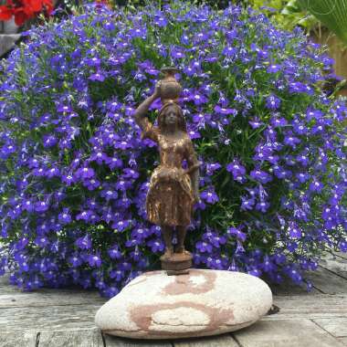 Lobelia