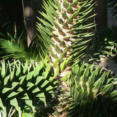Monkey Puzzle Tree