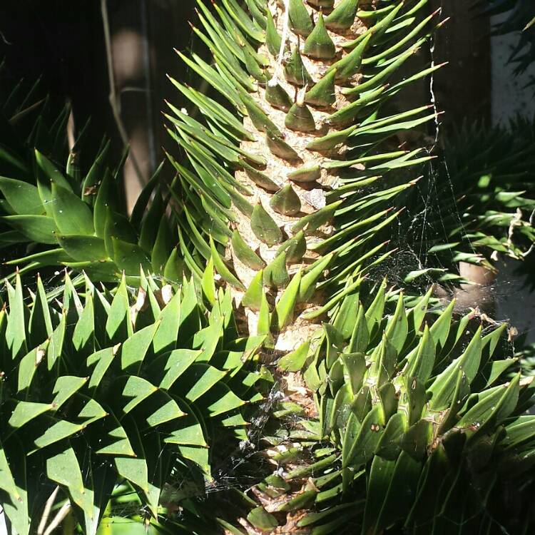 plant image 215405