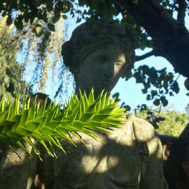 Monkey Puzzle Tree