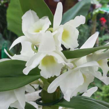 Dendrobium Orchid