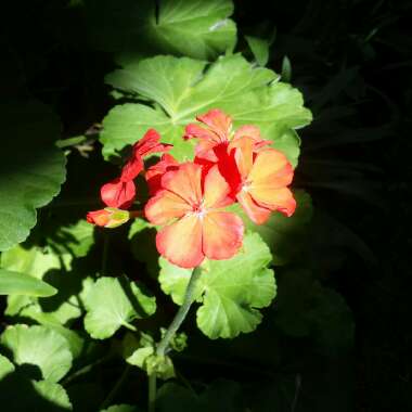 Cranesbill (Geranium)