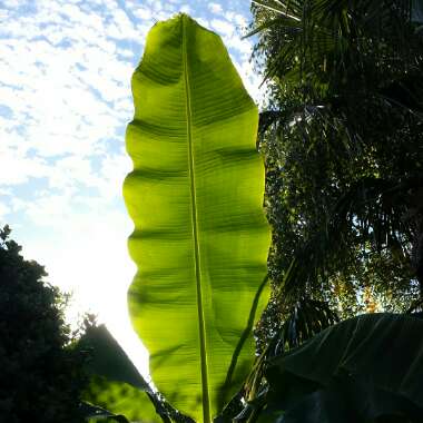 Japanese Banana