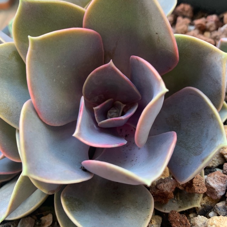 plant image 1177629